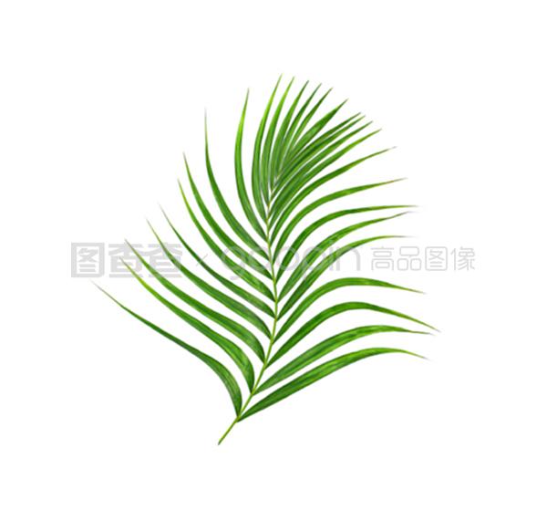 山影拳冬季扦插：园艺爱好者的必备技巧