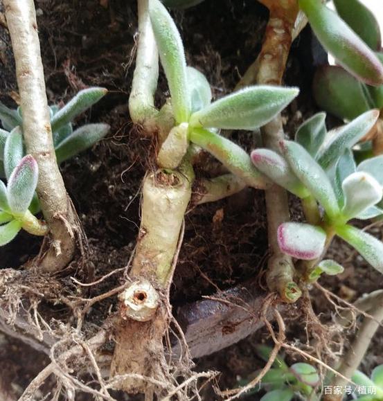 梅花扦插啥季节？掌握最佳时机，让梅花绽放美丽