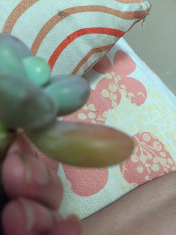 扦插繁殖茶花：专业园丁的详细指南