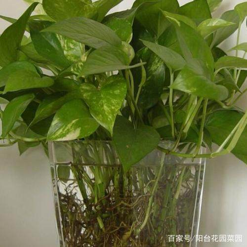 怎样扦插双喜藤 - 植物养殖园丁教程