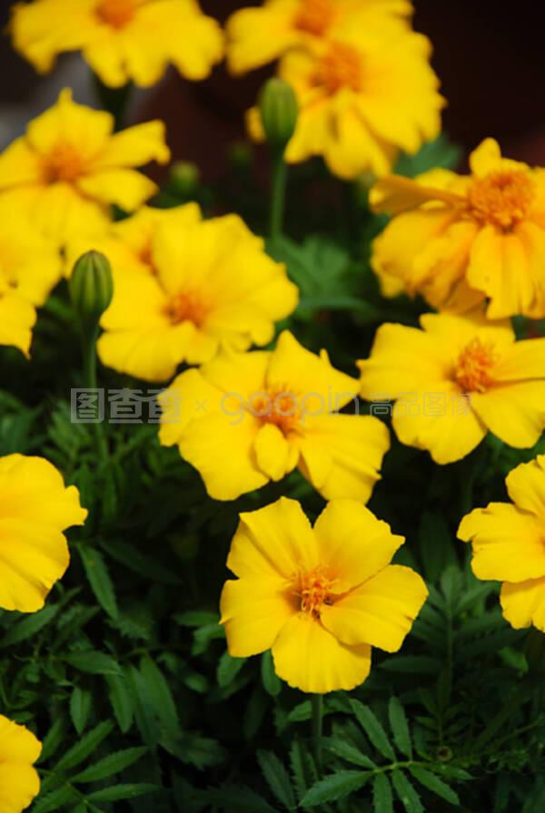 瓜叶菊扦插视频：家庭园艺爱好者的必备教程