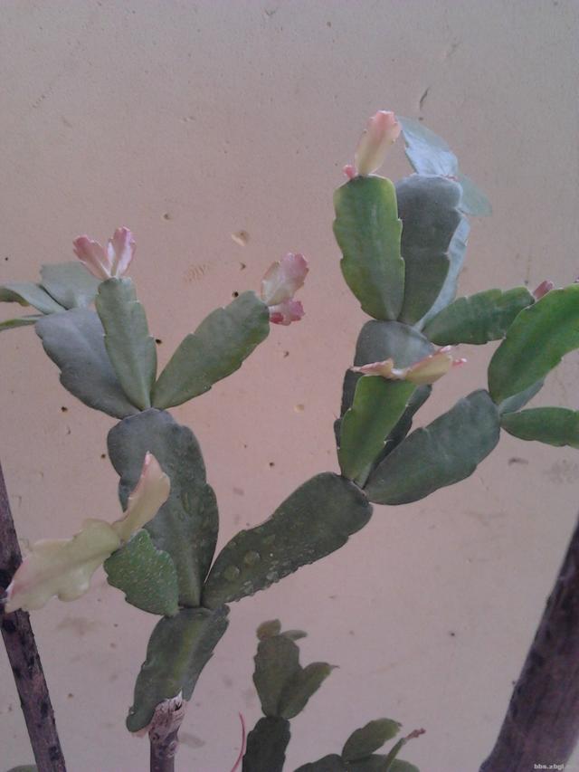 波斯菊扦插：种植技巧与养护指南