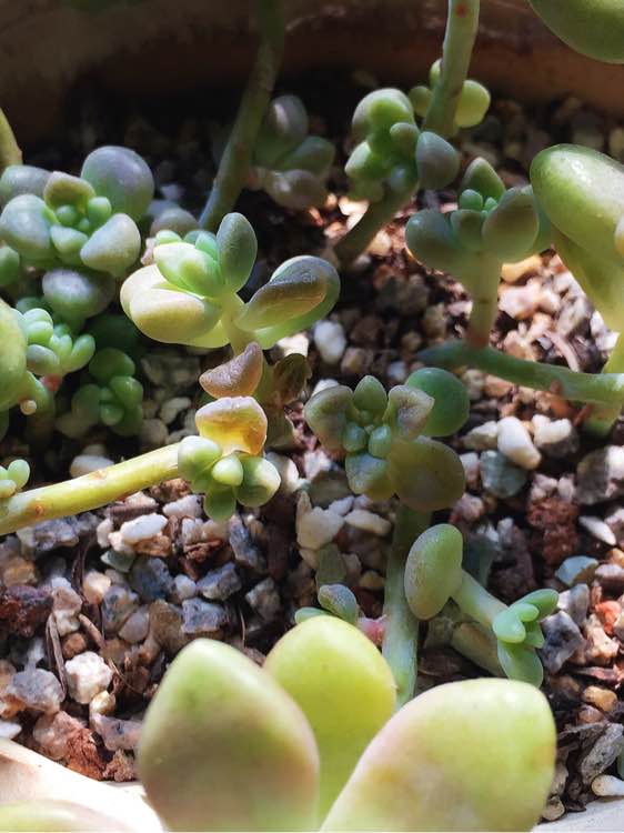 三角梅的养殖方法：让你的花园绽放艳丽色彩