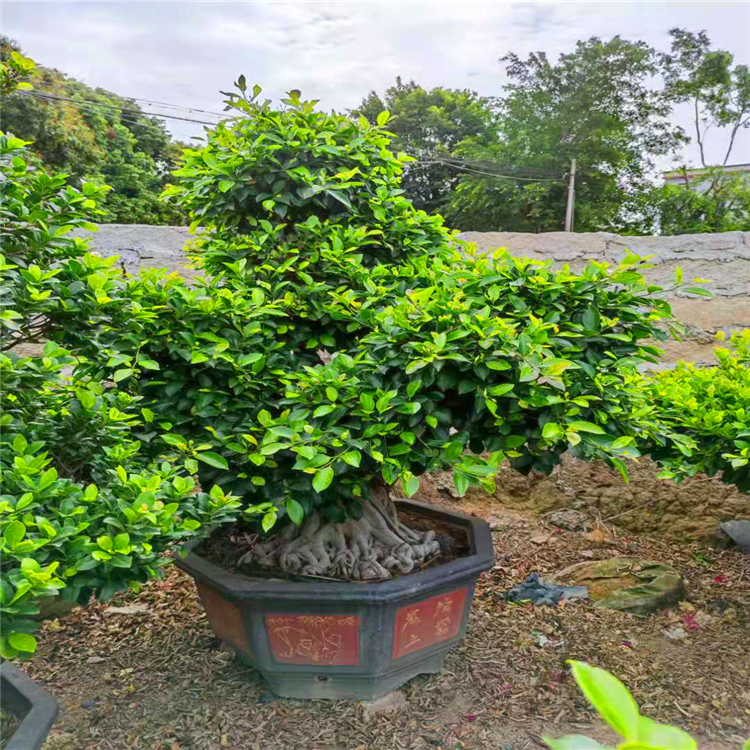 洋牡丹种植方法：打造梦幻花海的秘诀