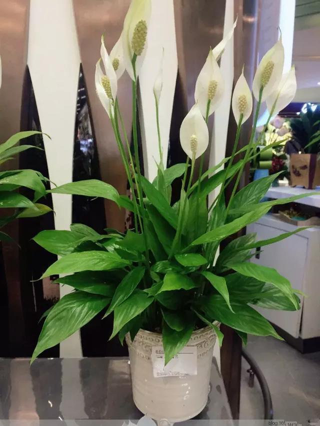 种韭菜的方法：家庭种植全攻略