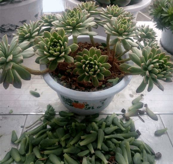 # 熊童子的养殖方法：掌握这些技巧，让你的熊童子茁壮成长