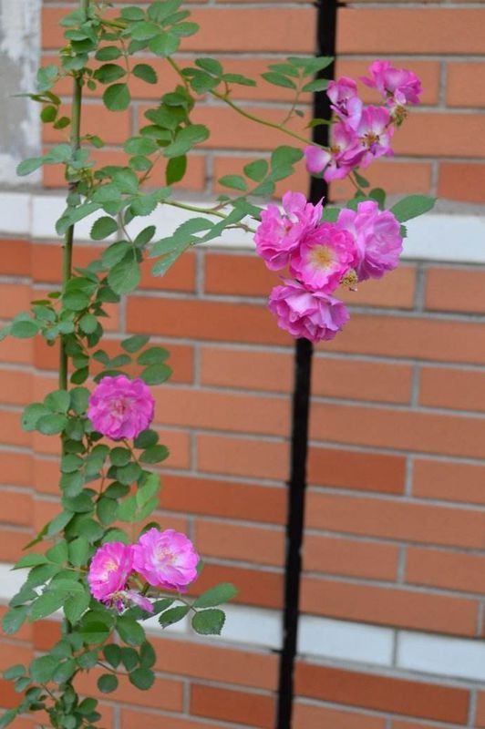 种植方法视频：掌握技巧，轻松养植