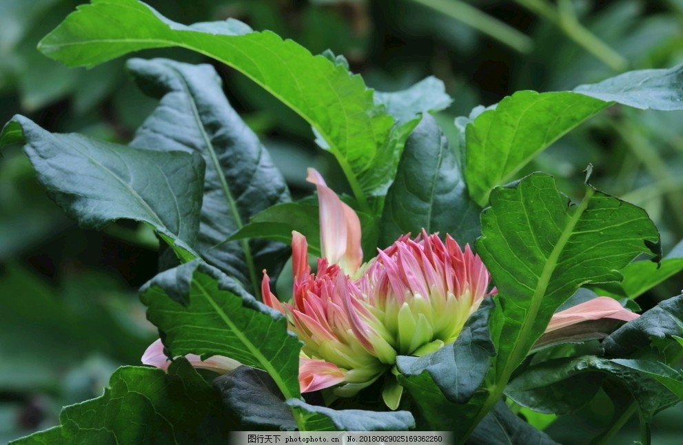 栀子花压条繁殖方法：轻松培育健康植株