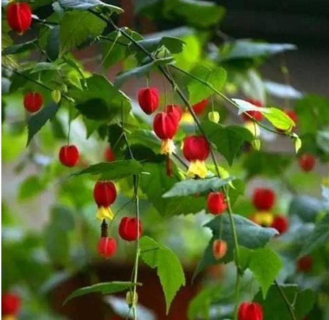 羊肚菌种植方法：掌握关键技术，实现高收益