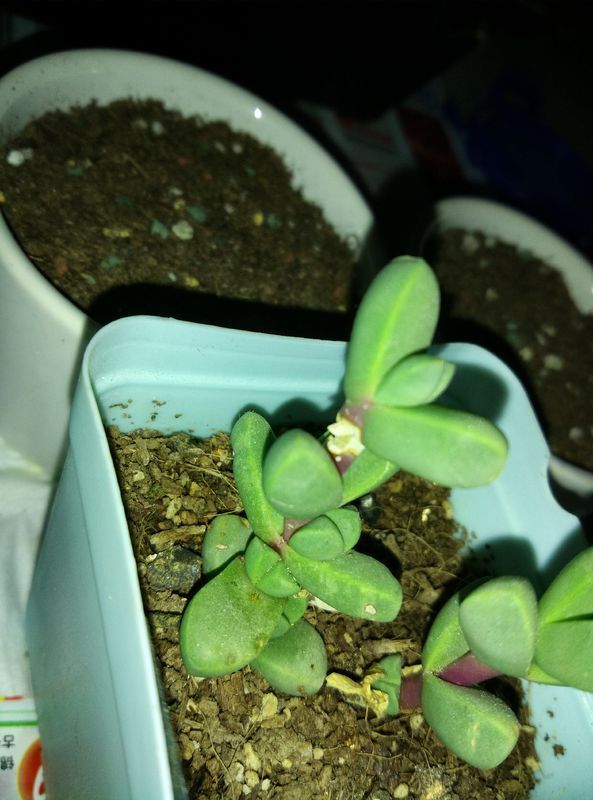 仙人掌移植方法：专业园丁的详细指南