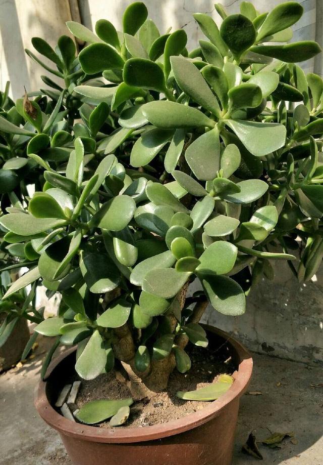 室内绿萝的养植方法