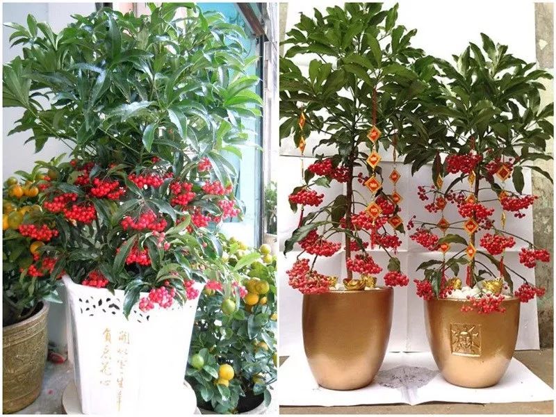 # 含羞草怎么养殖方法:轻松培养这个神奇的感应植物 # 含羞草怎么养殖方法:轻松培养这个神奇的感应植物