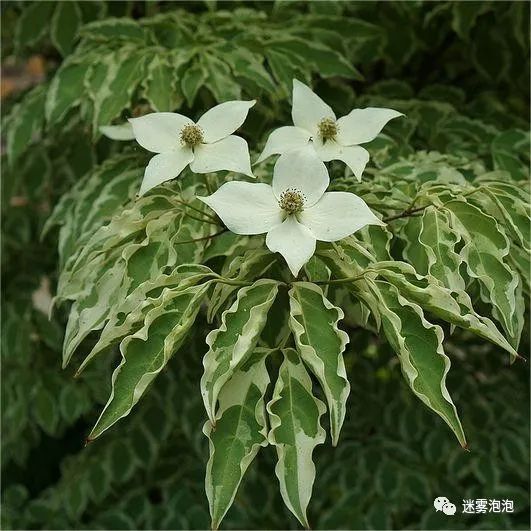 生姜栽培方法：掌握要领，轻松种植