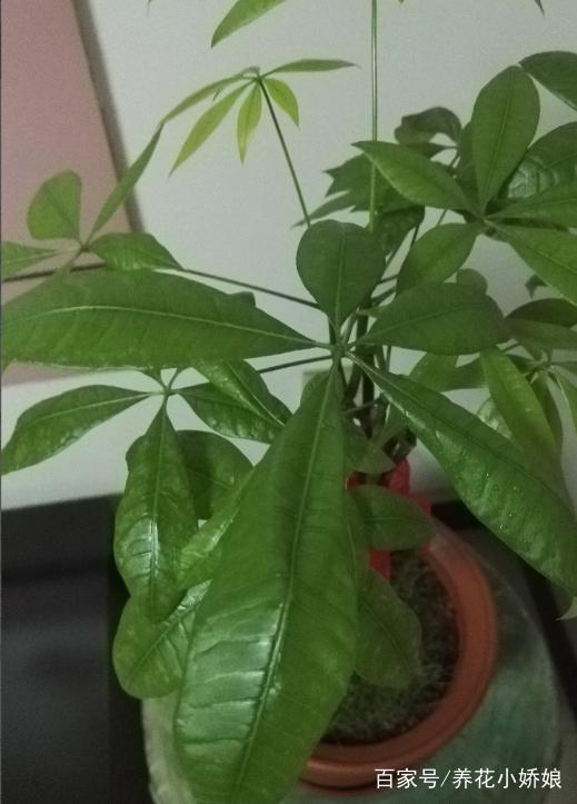 兰草花的土壤养殖方法
