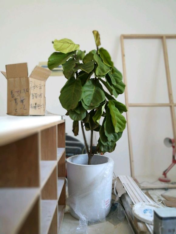 老根韭菜根移栽方法：让韭菜生长更旺盛