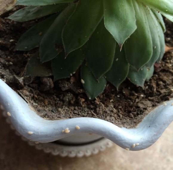 茴香种植最简单方法：轻松打造自家绿色调味园