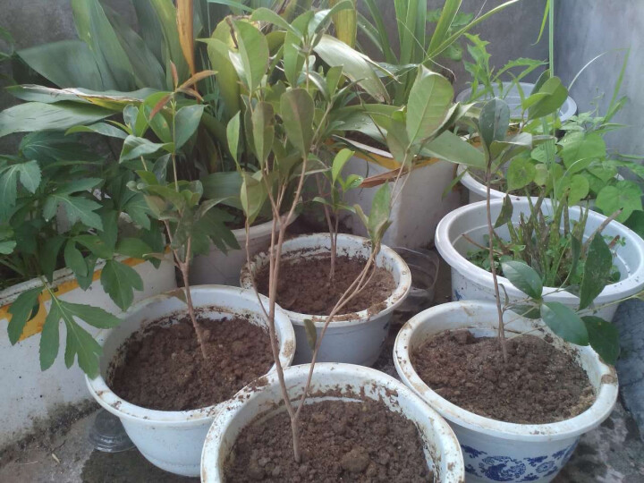 蚕豆怎么种植方法：从选种到收获的全方位指南