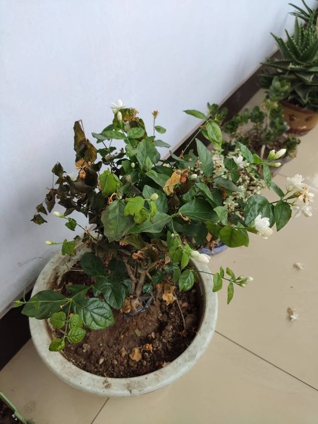 发财树的枝条水培方法：轻松养出繁茂绿植