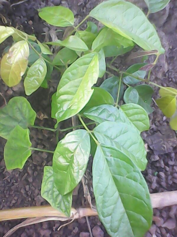 墨兰种植方法：培育优雅之韵的秘诀