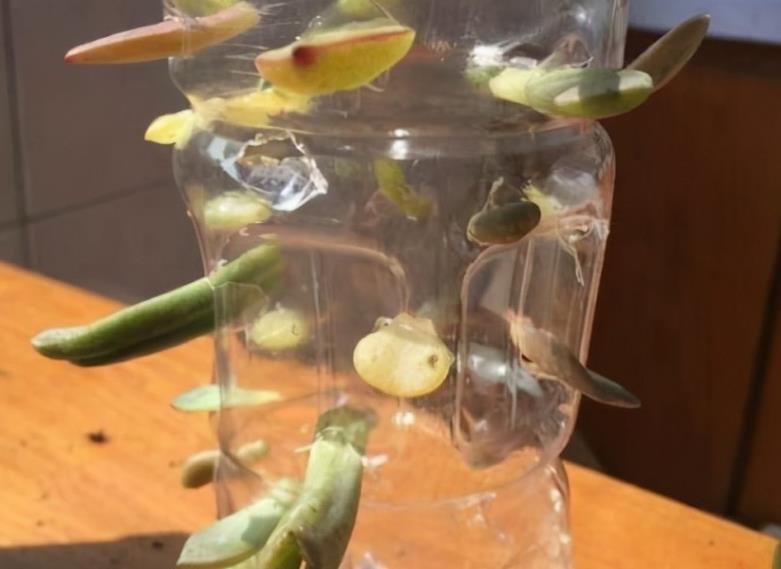 柠檬盆栽种植方法