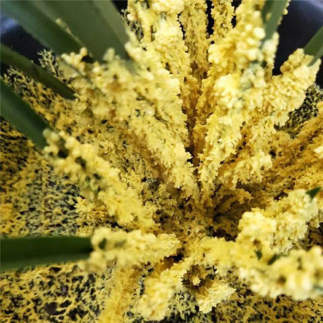 海棠花的繁殖方法