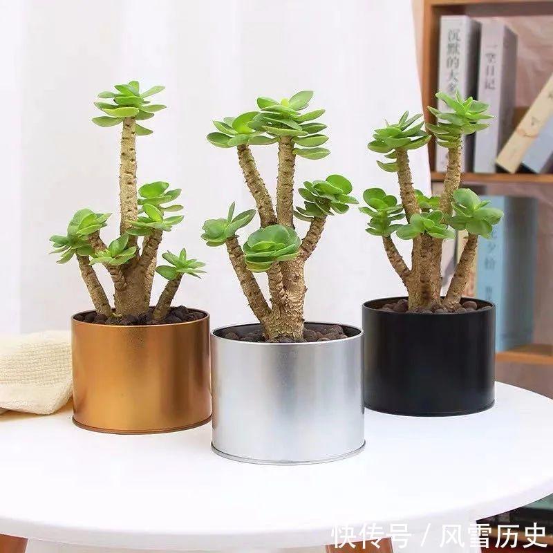 种植南瓜的方法：从选种到收获的全面指南