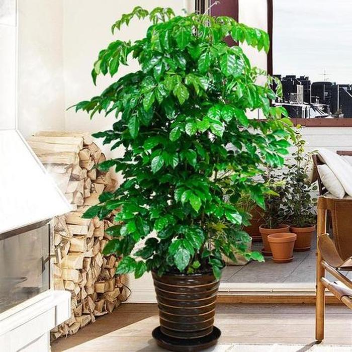 葡萄移栽方法：掌握要领，确保葡萄生长旺盛