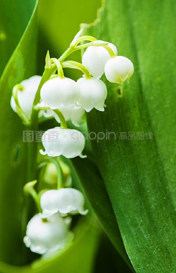 ### 山楂树盆栽种植方法