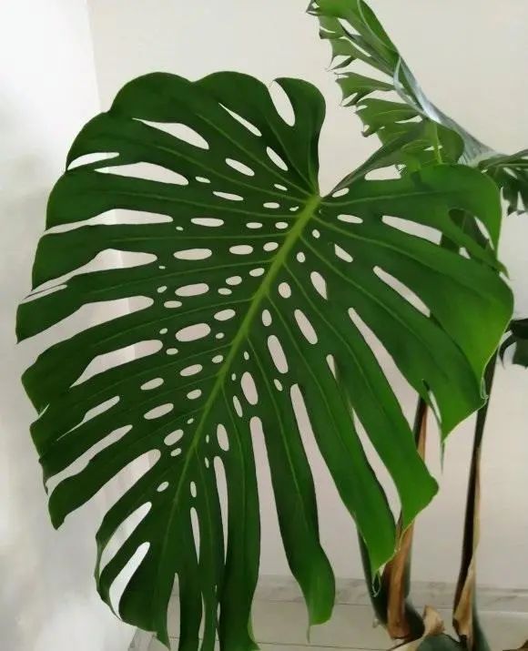 盆栽辣椒怎么浇水 - 植物养殖园丁指南