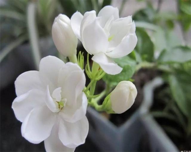 标题：盆栽蔬菜种植视频——家庭菜园新时尚