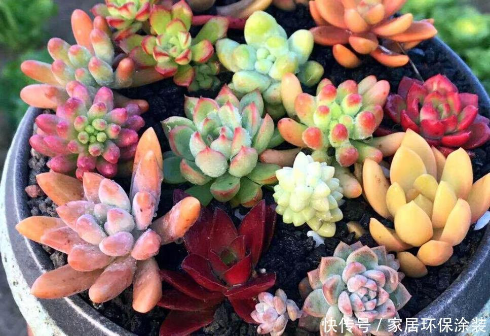 如何养护草莓盆栽