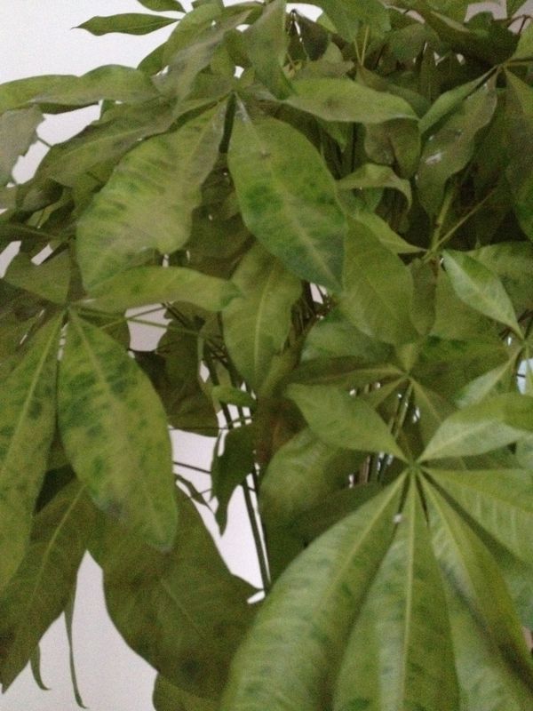 盆栽百合花怎么养：专家园丁的养护指南