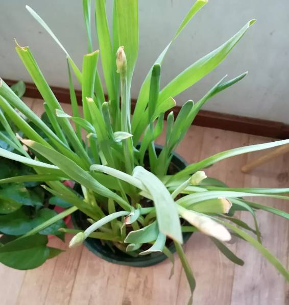 室内大型盆栽植物名称：打造绿色家居的绝佳选择