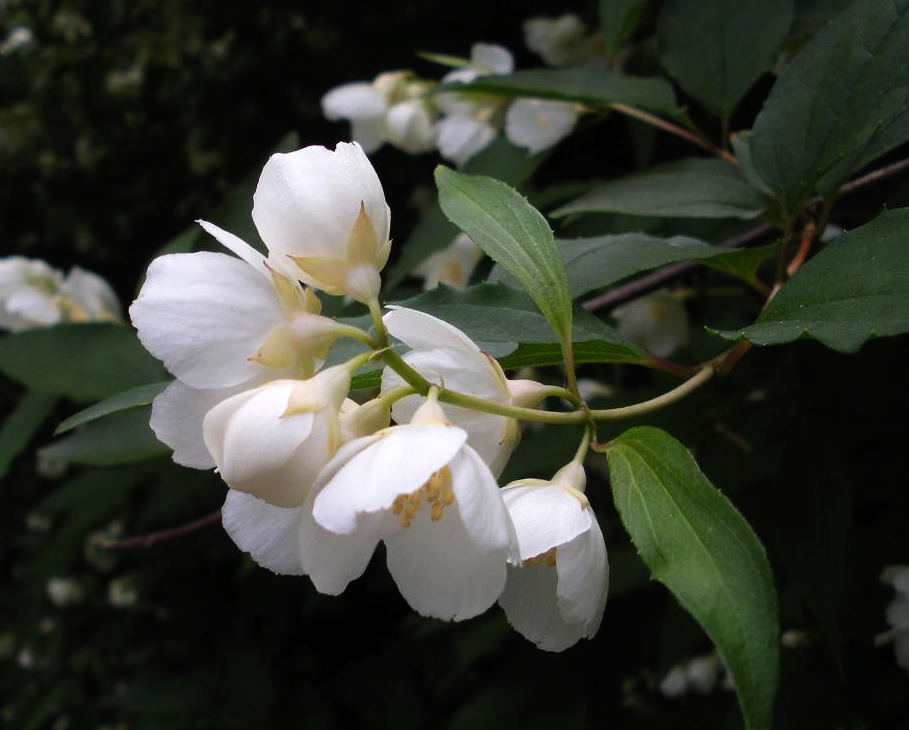 盆栽百合花怎么种：家庭养花指南