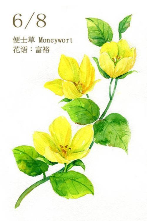 盆栽菊花枯萎：原因与解决方法