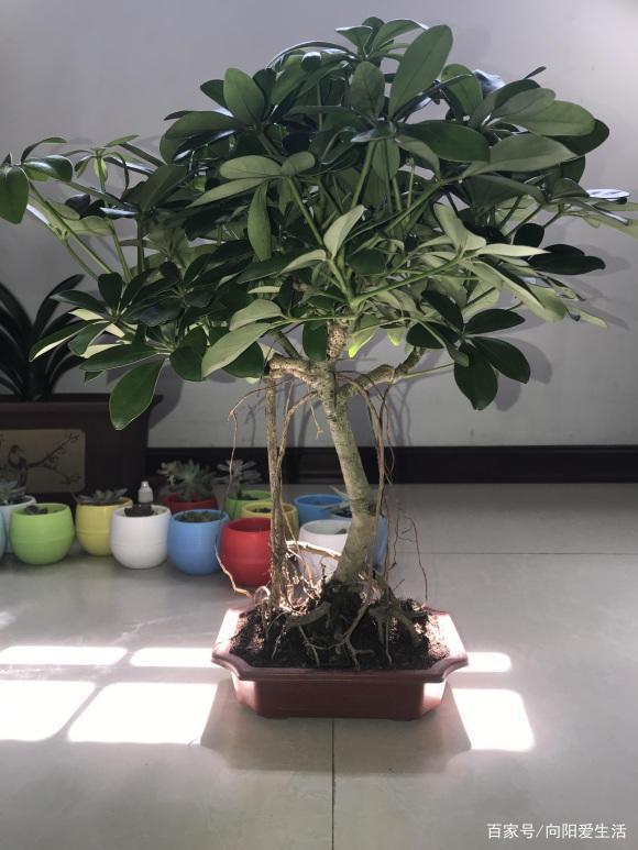 天竺葵盆栽图片：养护指南与美丽瞬间