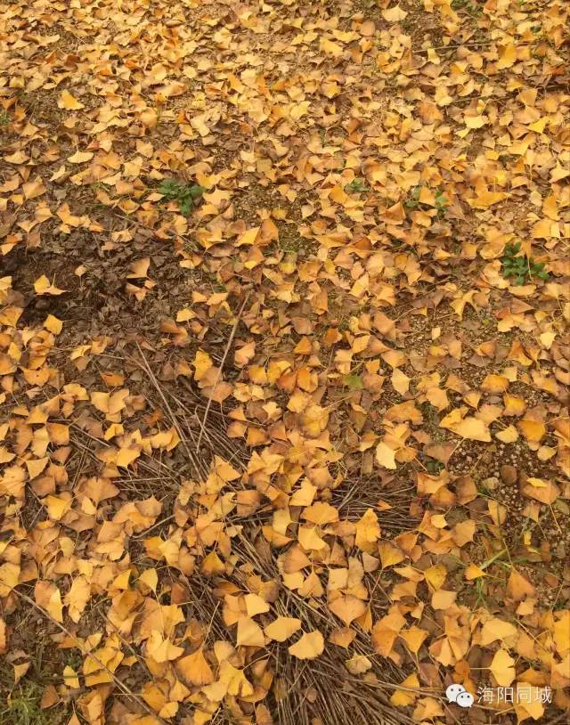 甜椒可以盆栽吗？揭秘家庭种植甜椒的奥秘