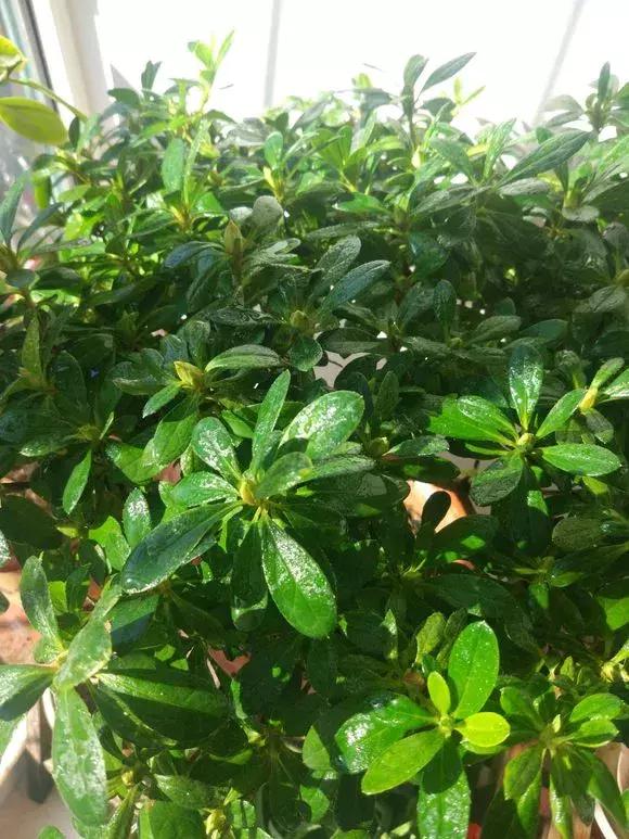标题：盆栽苔藓——打造绿色迷你景观