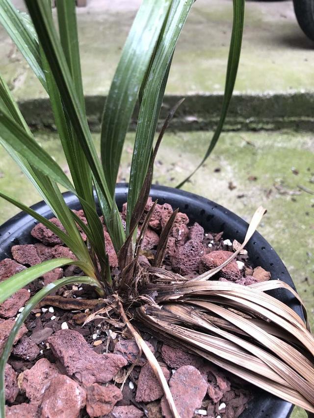 扦插繁育生根：植物繁殖的高效技巧