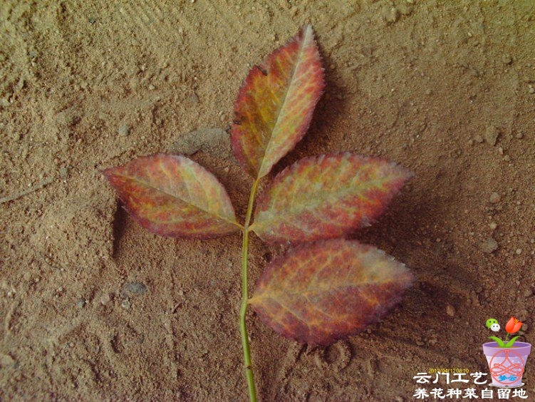 玫瑰11月扦插：秋季养殖指南