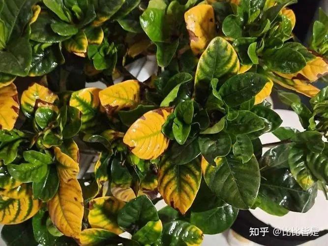 水培绿萝如何扦插 - 植物养殖指南