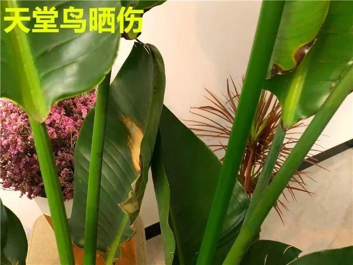 仙人指水扦插方法：掌握技巧，轻松繁殖