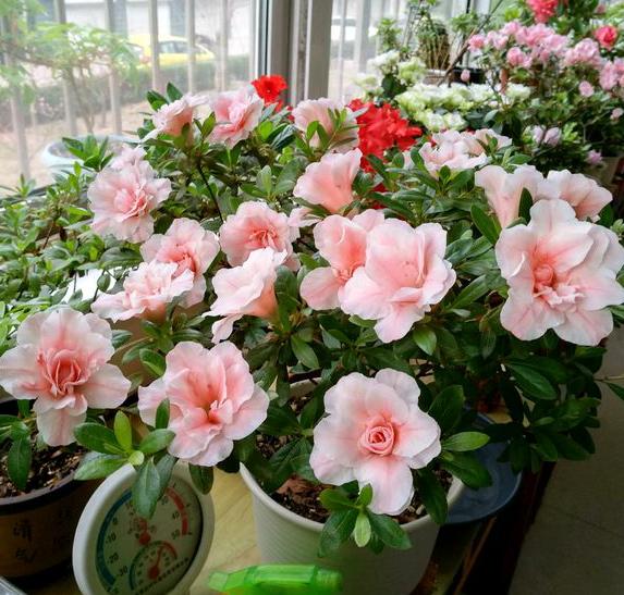 什么季节扦插蔷薇花？园丁教你最佳时机与技巧