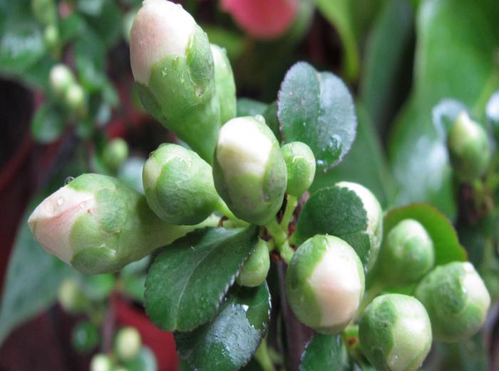 玫瑰花家庭种植方法
