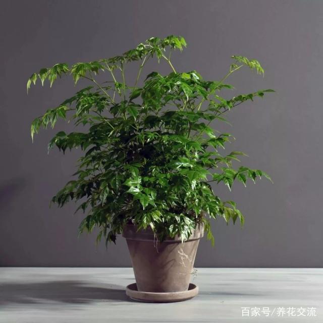茶花压条时间和方法：园艺爱好者的指南