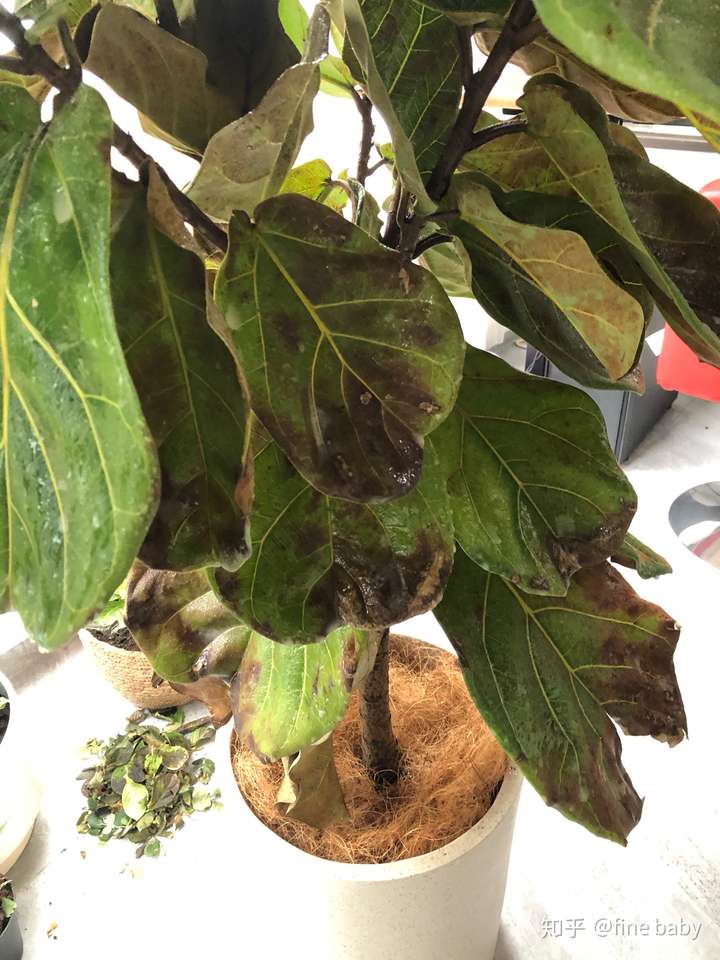 金鱼草盆栽图片：捕捉自然之美的秘密