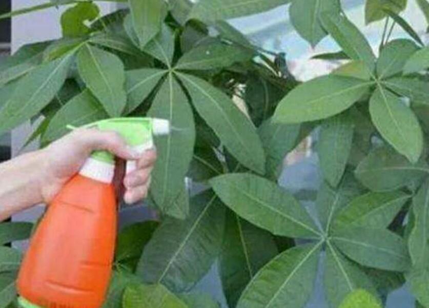 龙骨花的繁殖方法：专业园丁指南
