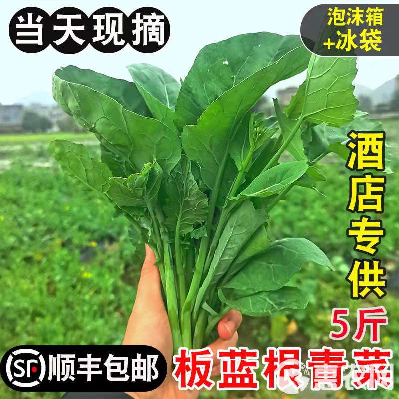 茄瓜种植方法：掌握要领，丰收在望