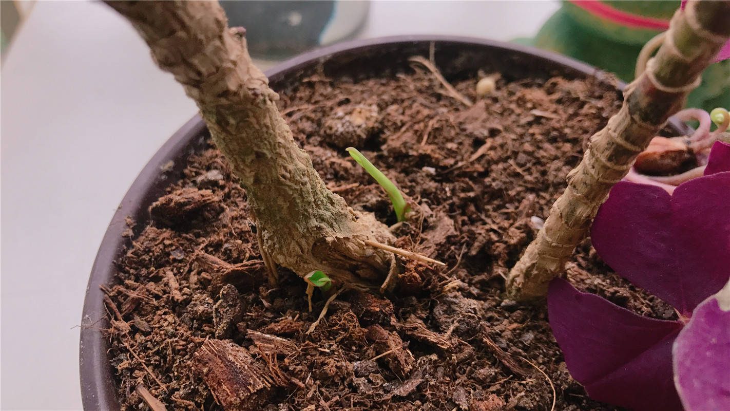 桂圆盆栽种植方法：让你的家中增添一抹绿意