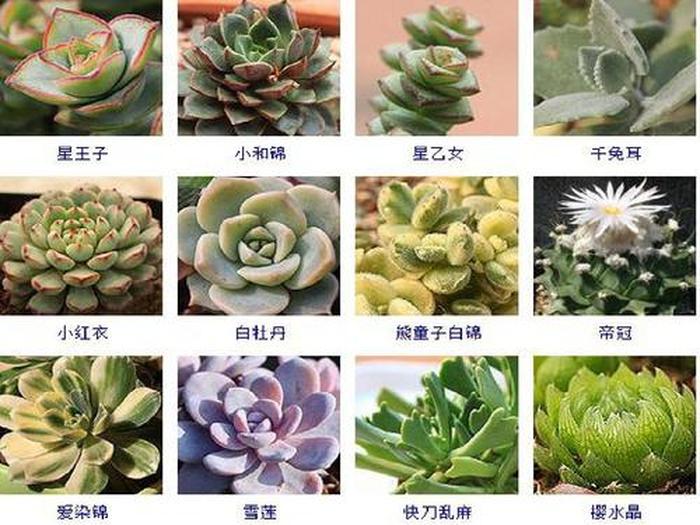 乒乓菊如何扦插：掌握技巧，轻松繁殖美丽乒乓菊